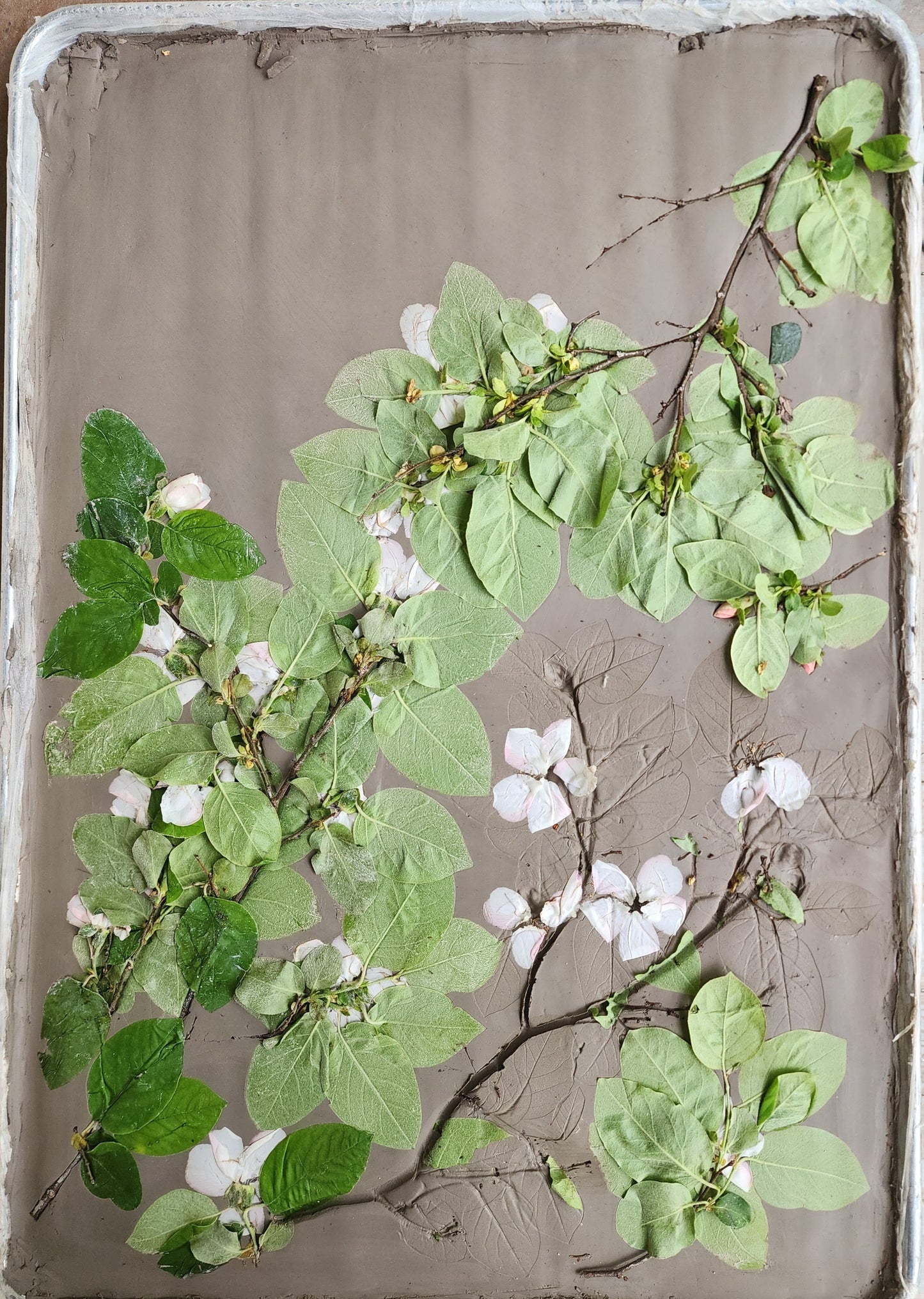 Bas-relief botanique en plâtre