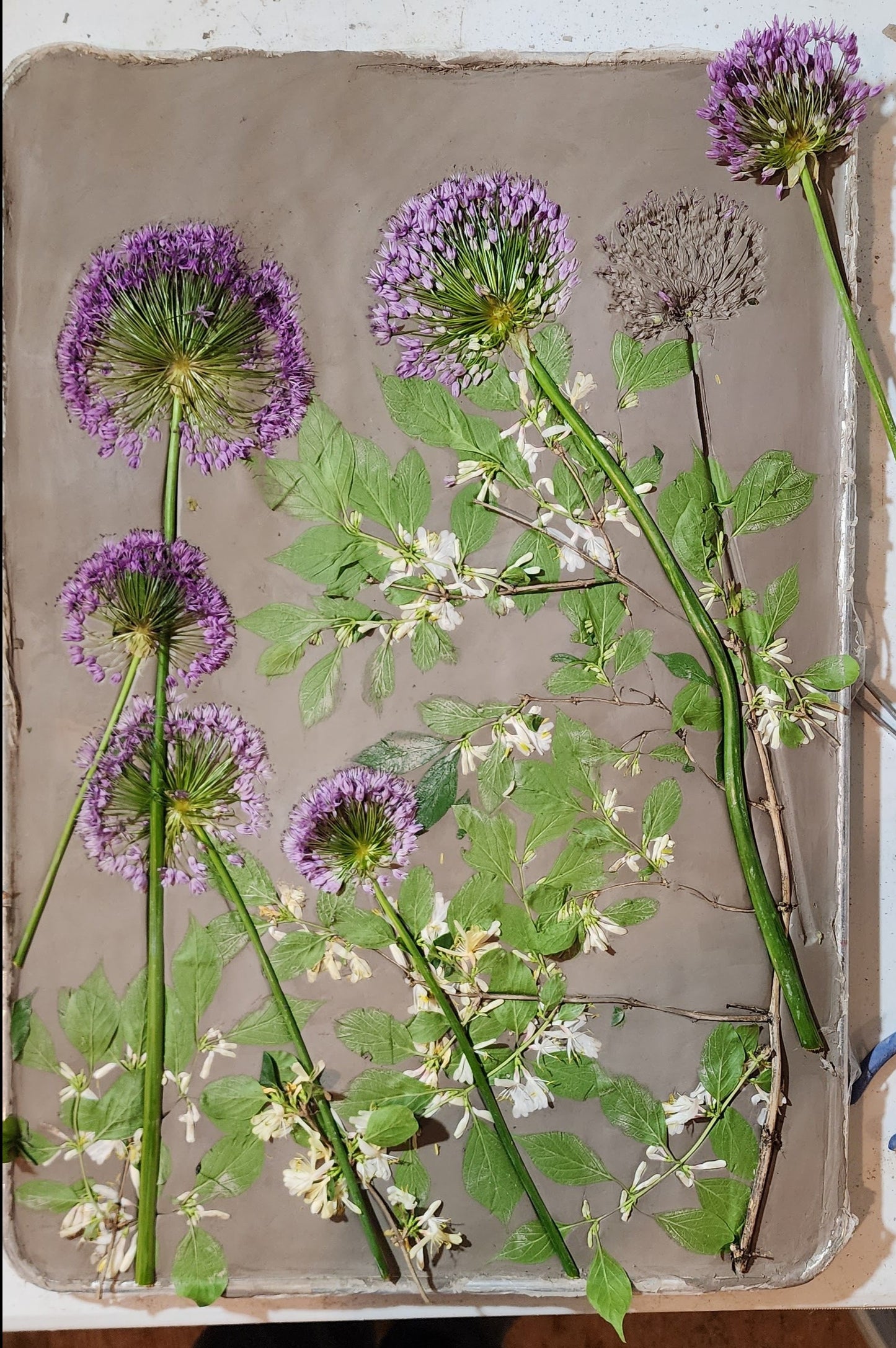 Bas-relief botanique en plâtre