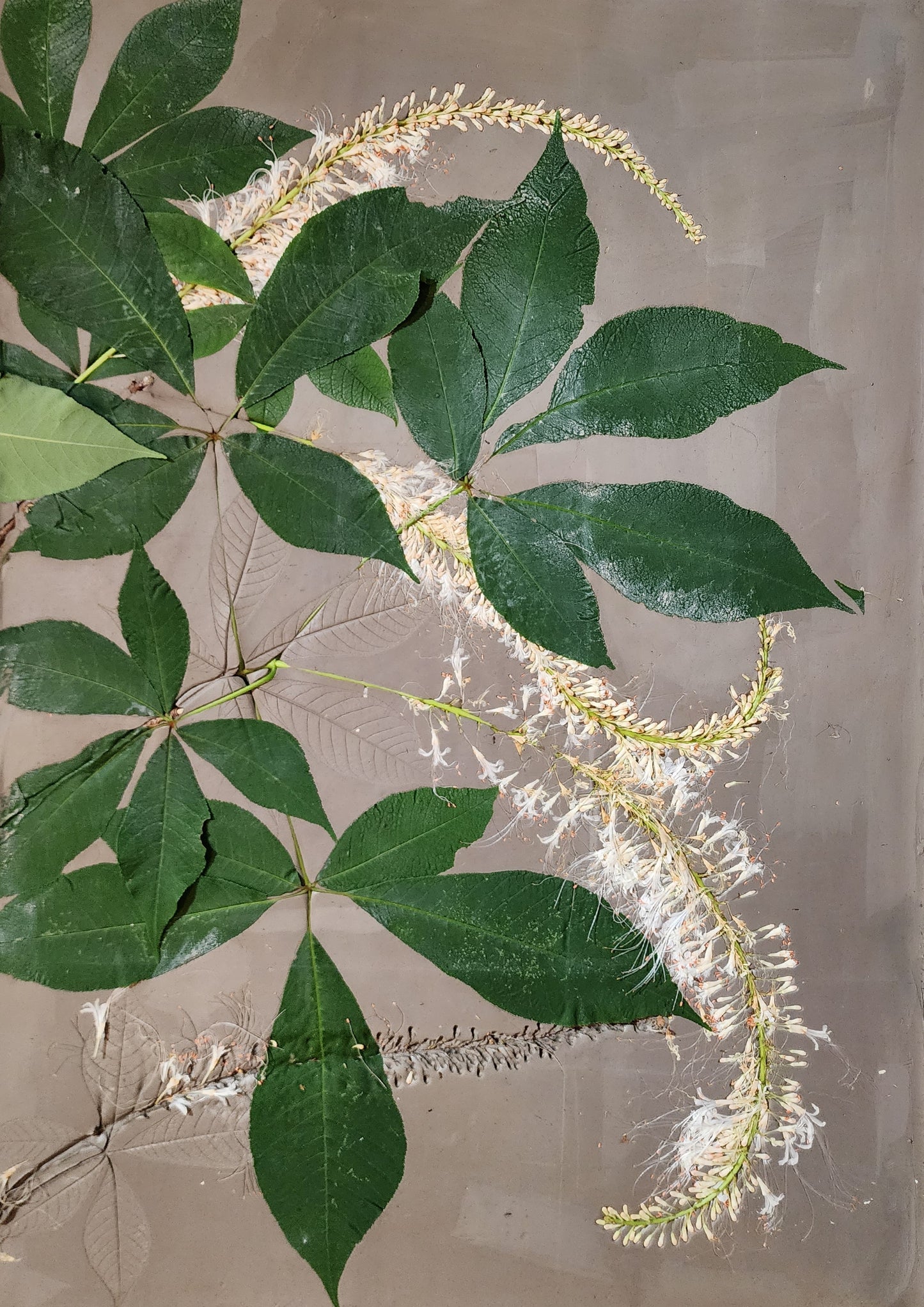 Plaster Botanical Bas Relief Artwork