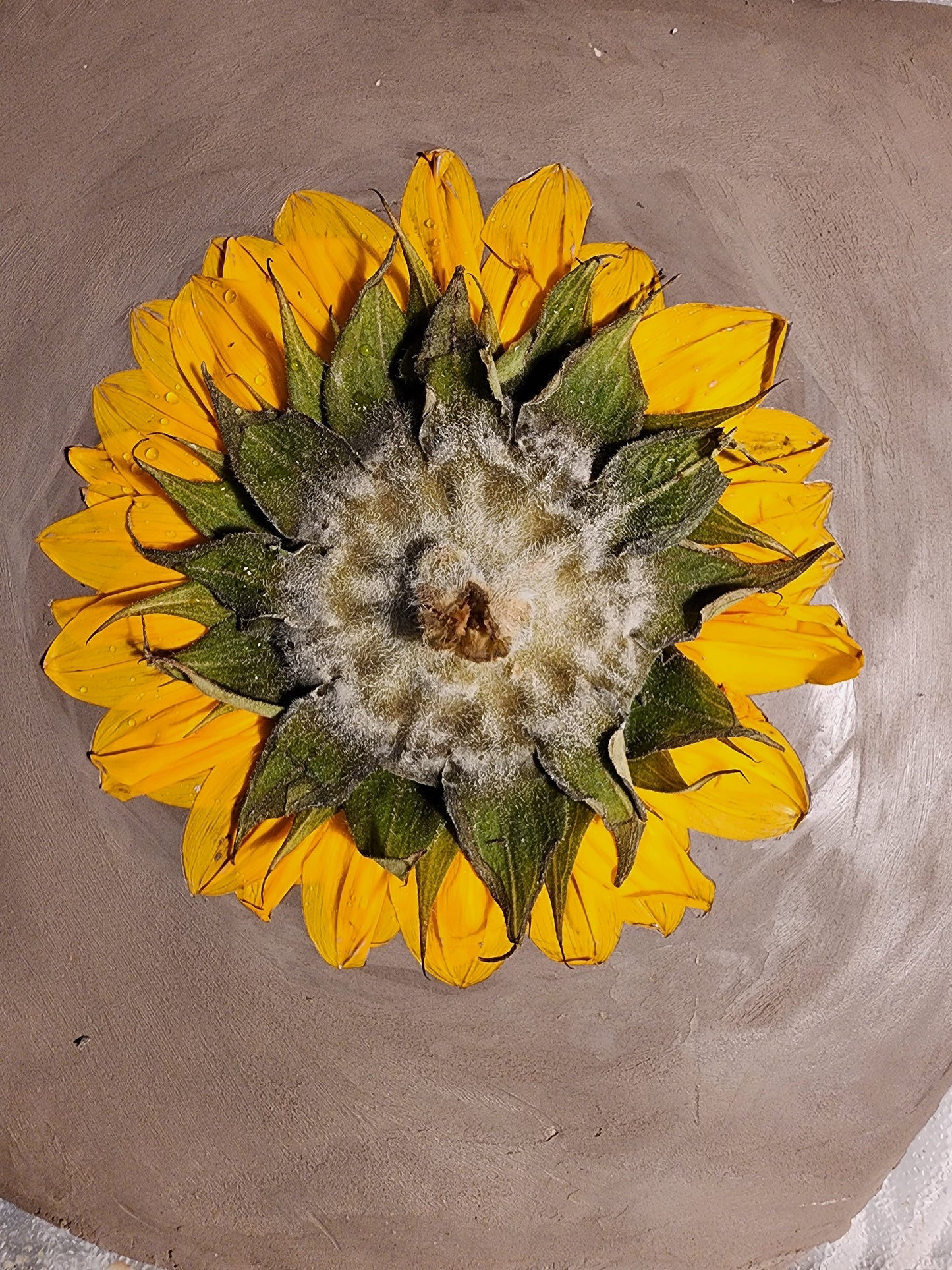 Plaster Botanical Bas Relief Artwork