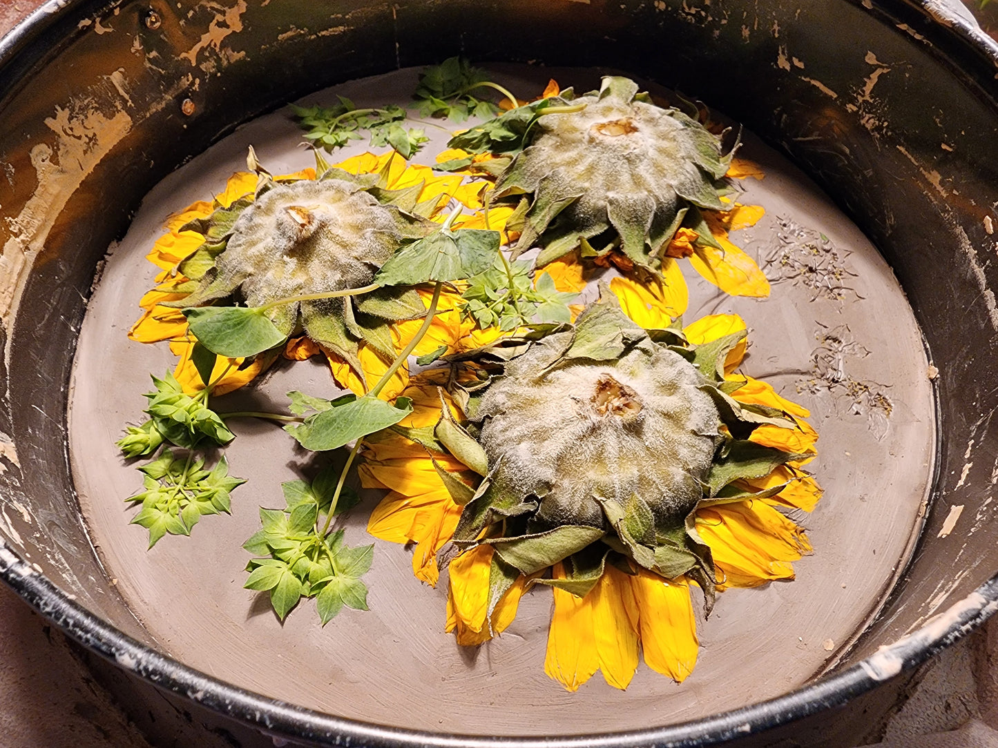 Bas-relief botanique en plâtre