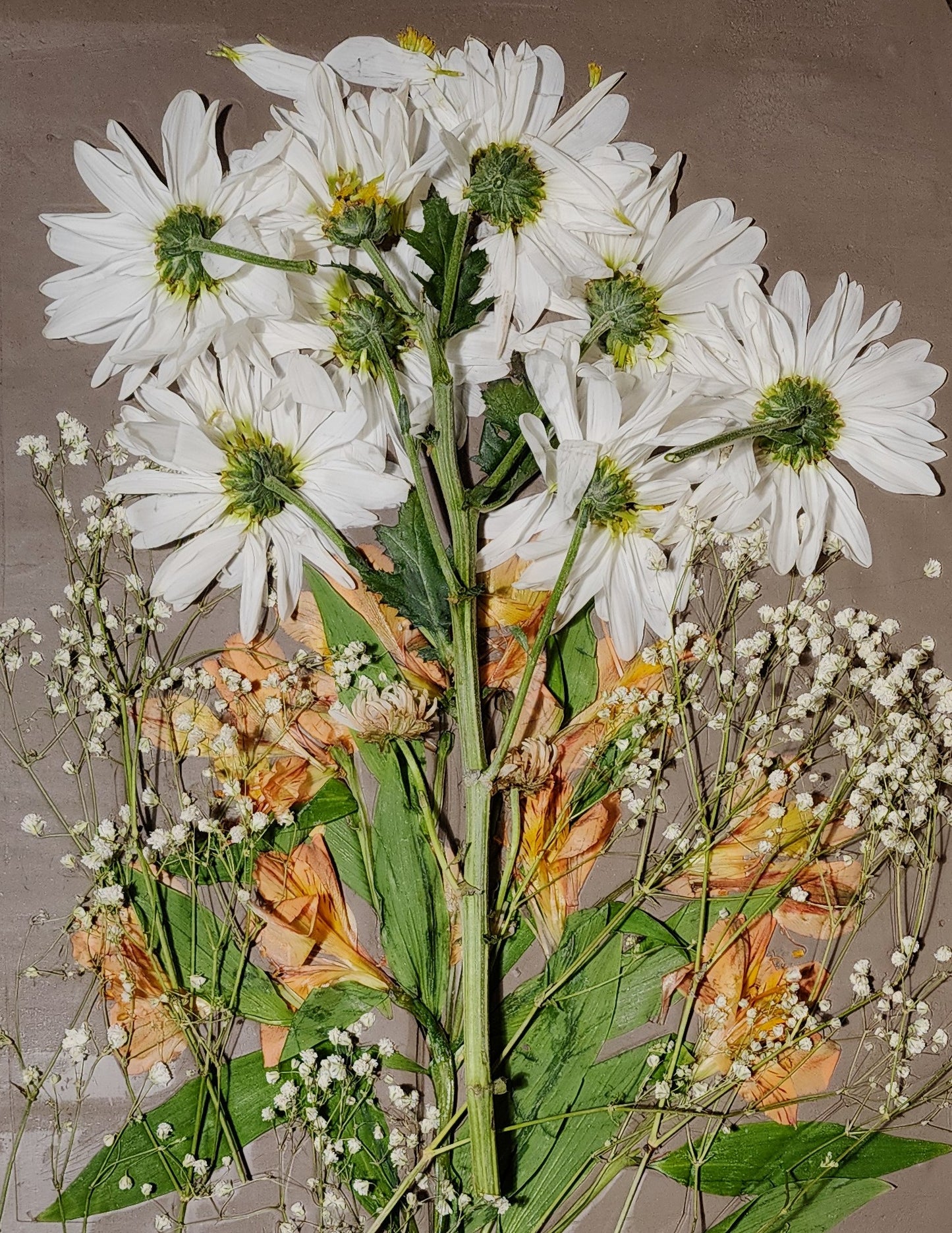 Bas-relief botanique en plâtre