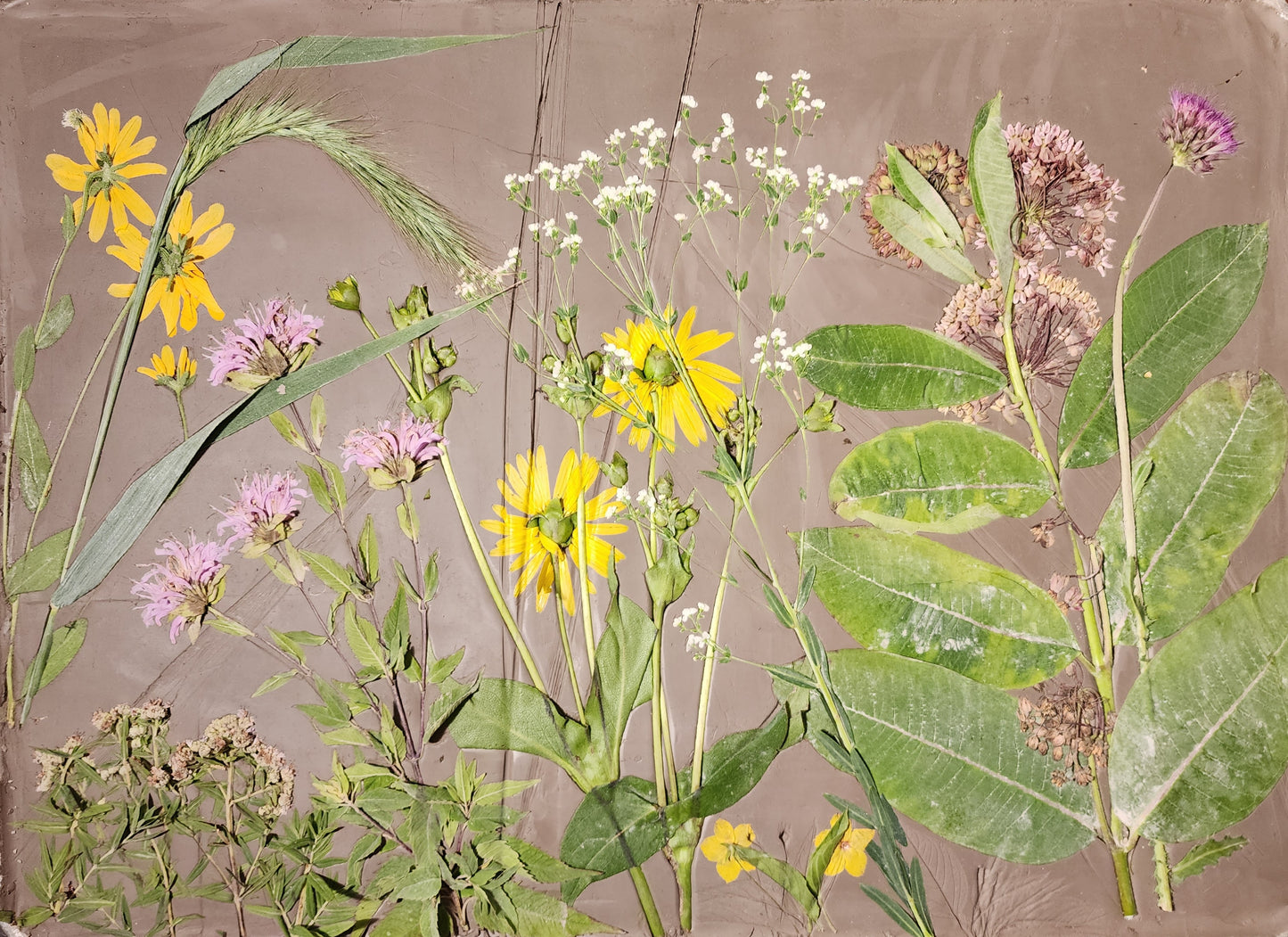 Bas-relief botanique en plâtre