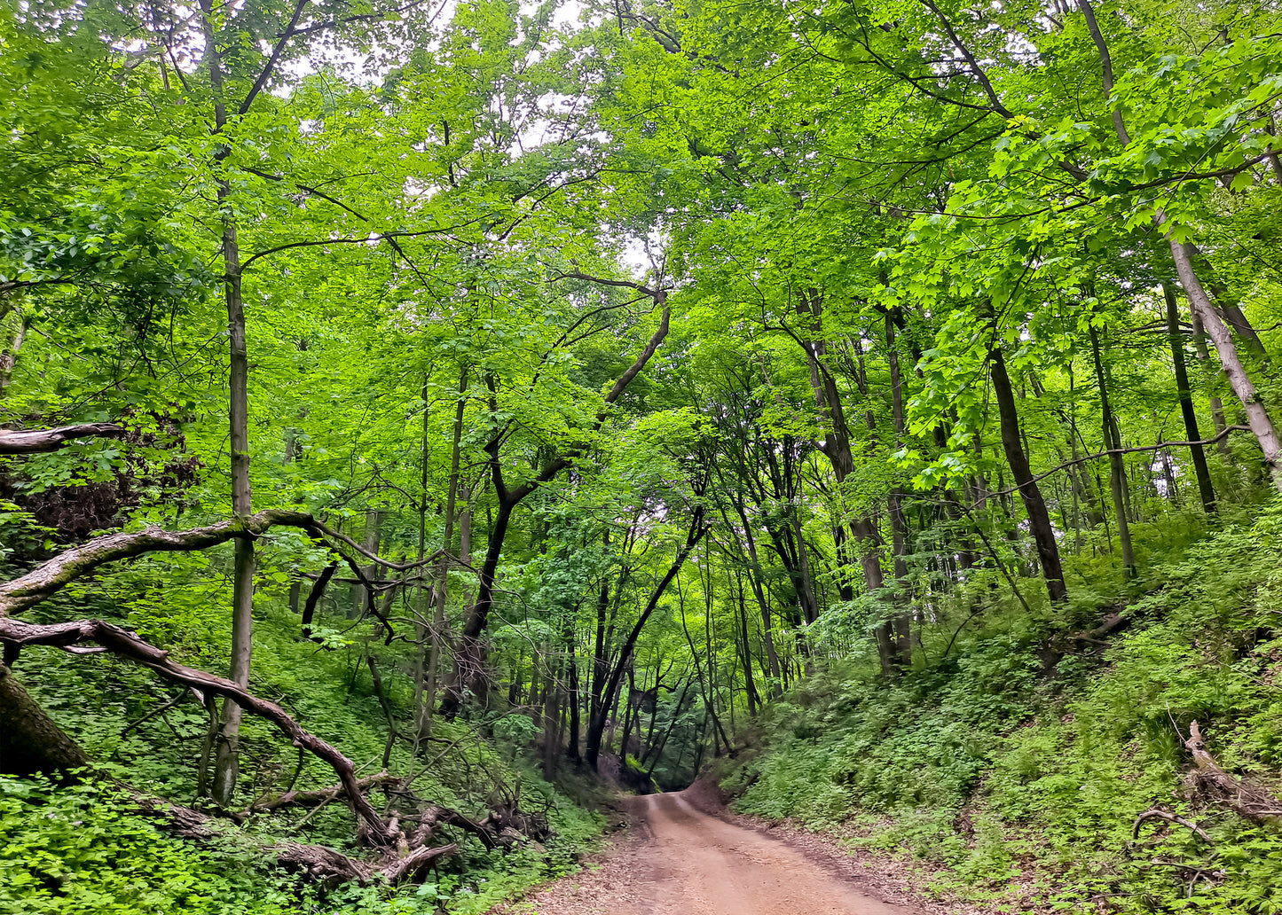 Green Island WMA IMG_173525 Greeting Card