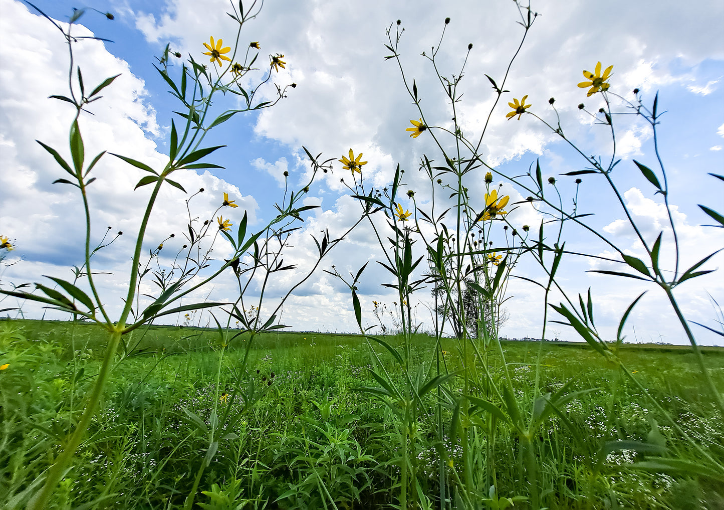 Pellsville Cemetery Prairie NP Greeting Card IMG_144557