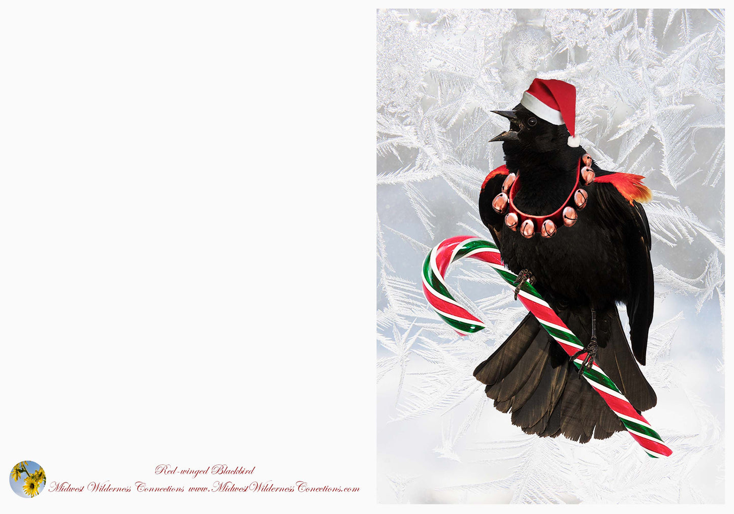 Carte de vœux WMA de Green Island IMG_1648