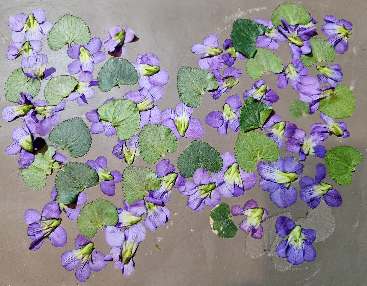 Plaster Botanical Bas Relief Artwork