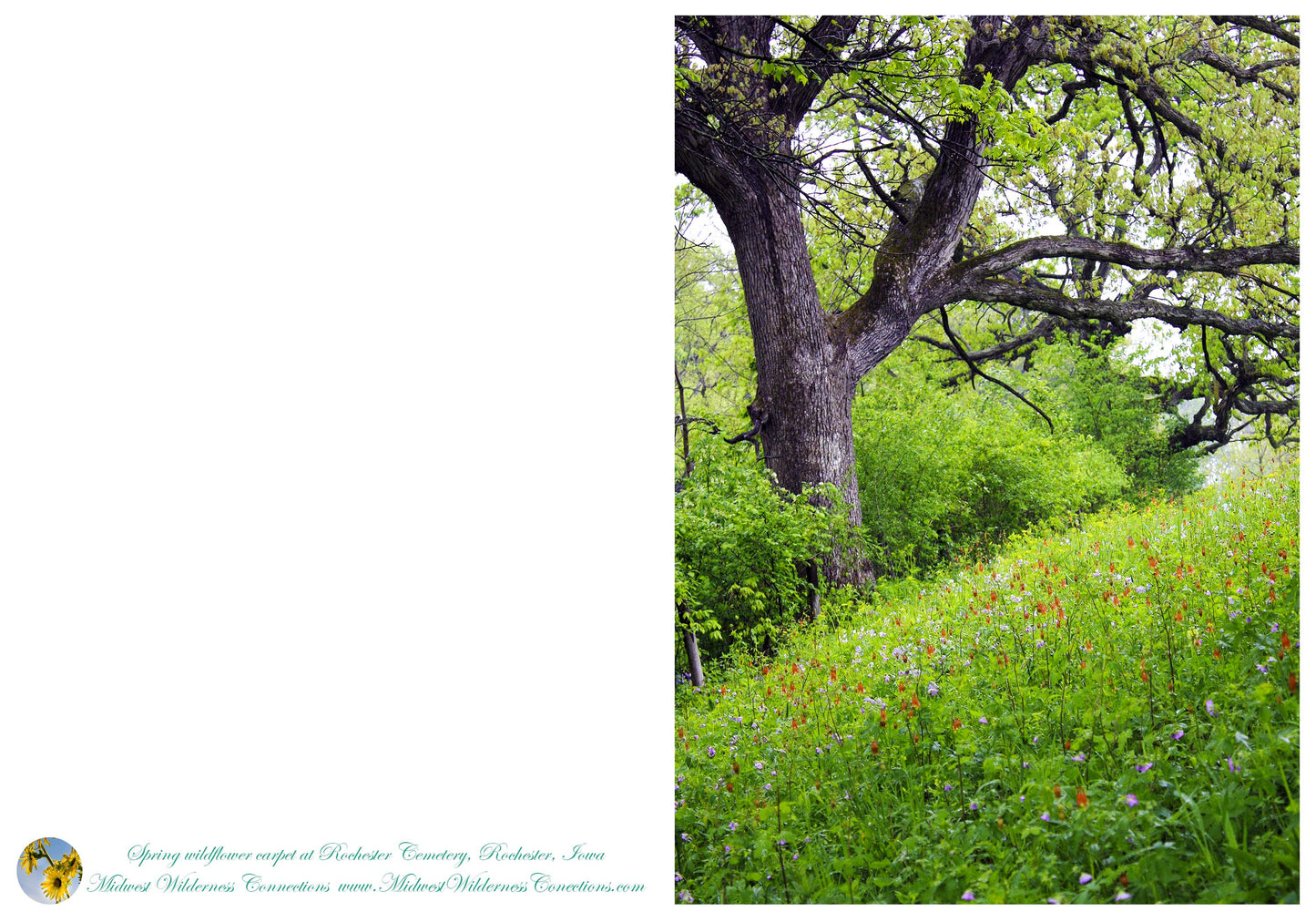 Rochester Cemetery Prairie Greeting Card IMG_0121