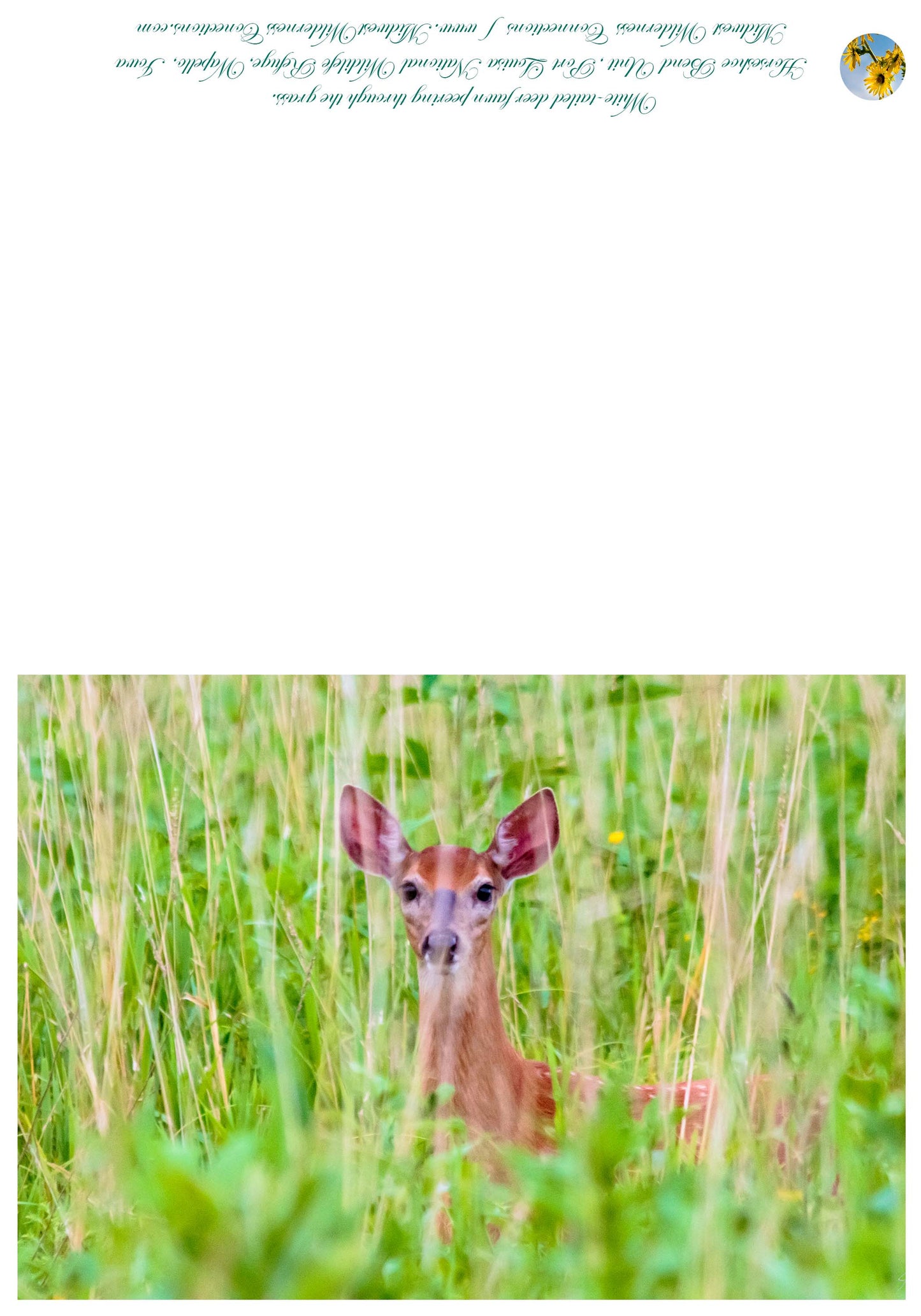 Horseshoe Bend WMA Greeting Card IMG_0161