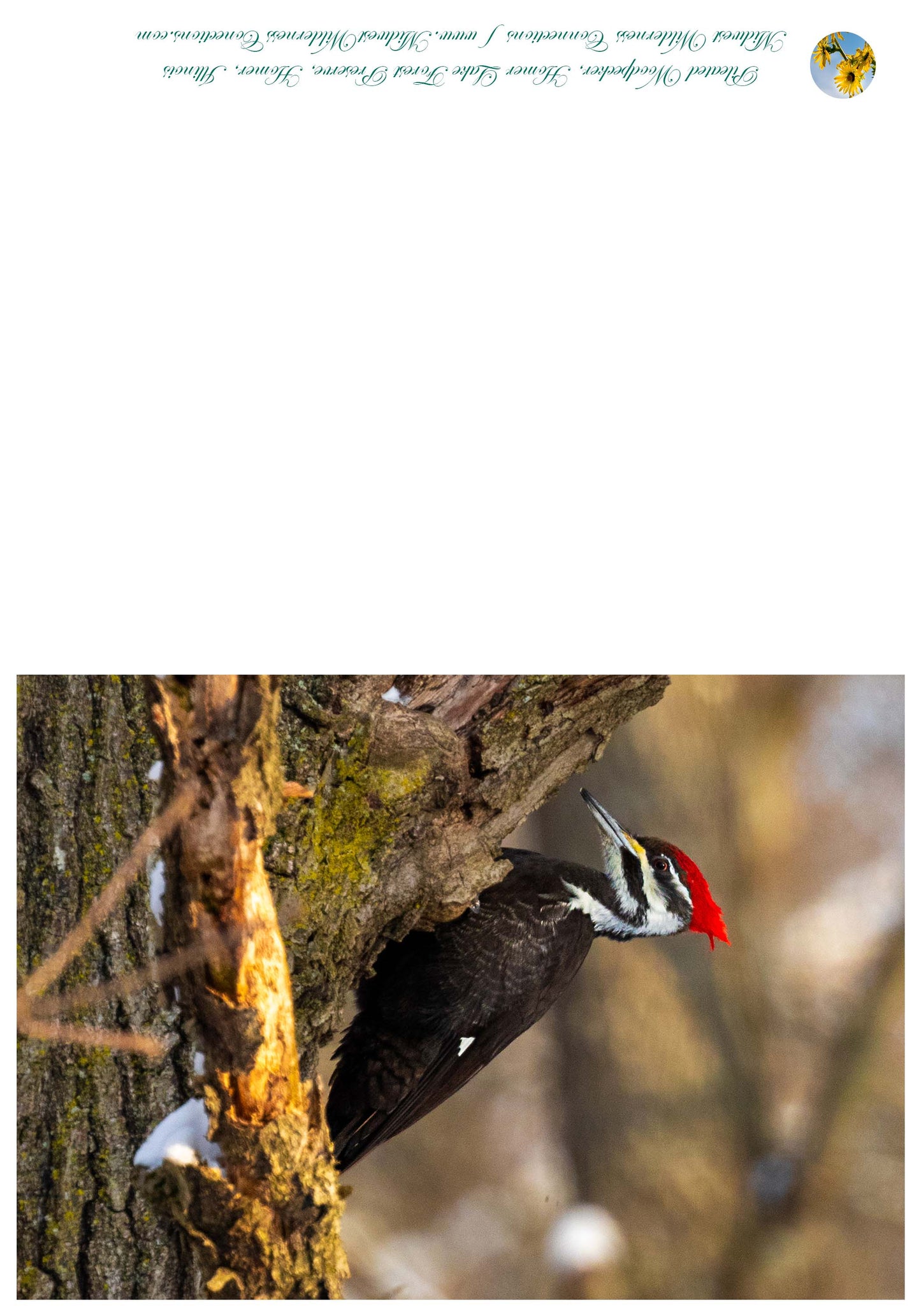 Carte de vœux de la réserve forestière d'Homer Lake IMG_0259