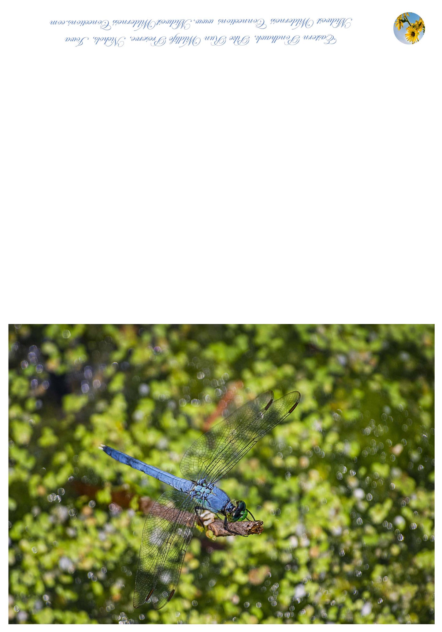 Pike Run Wildlife Area Greeting Card IMG_0461