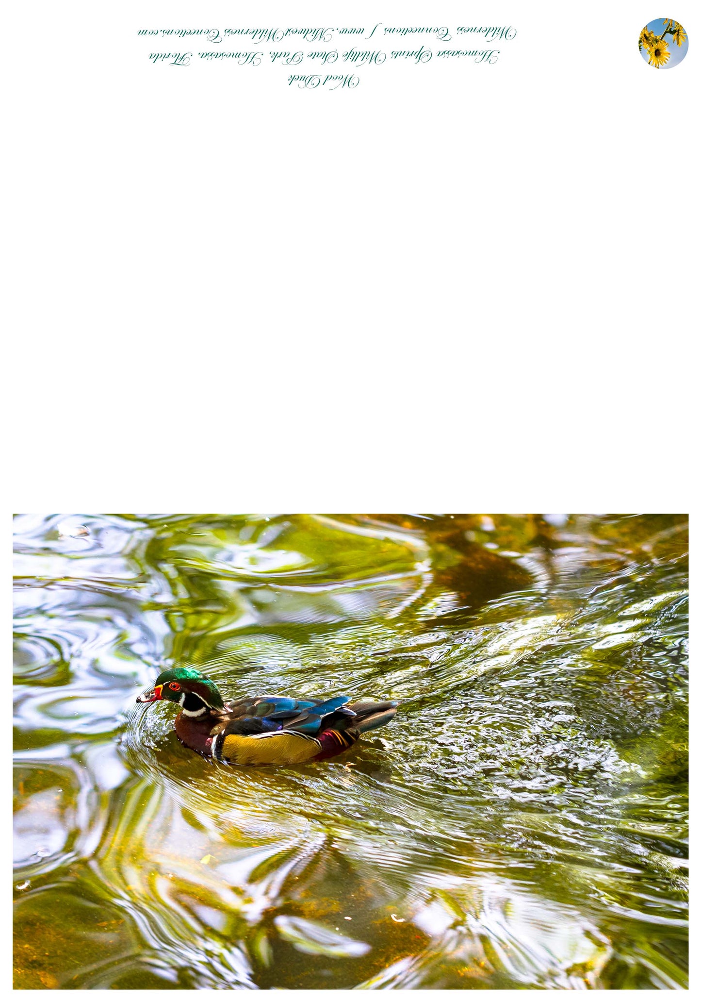 Homosassa Springs Wildlife SP Greeting Card IMG_1202