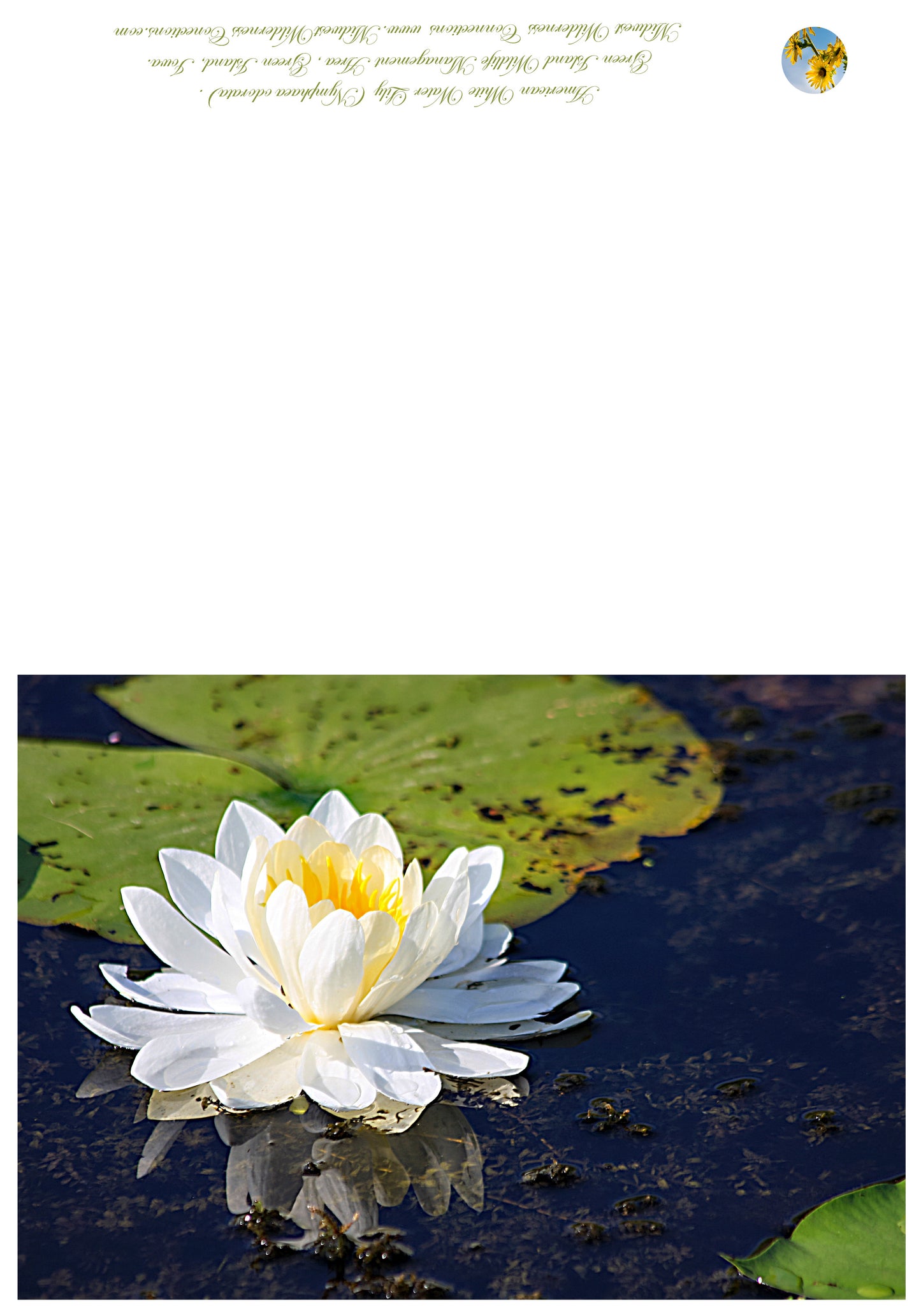 Green Island WMA Greeting Card IMG_1851