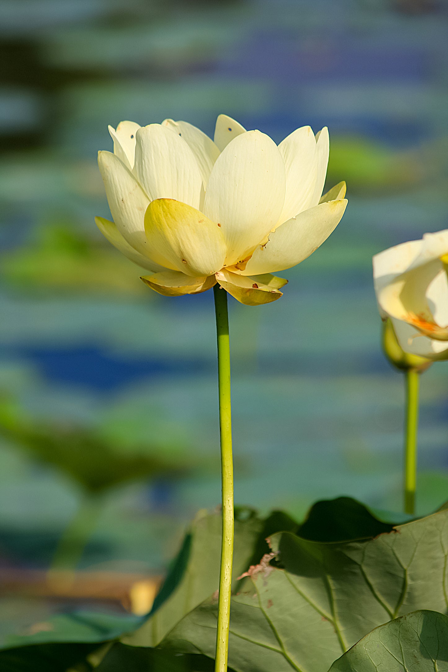 Cadre de fenêtre de grange - Fleurs sauvages du Midwest