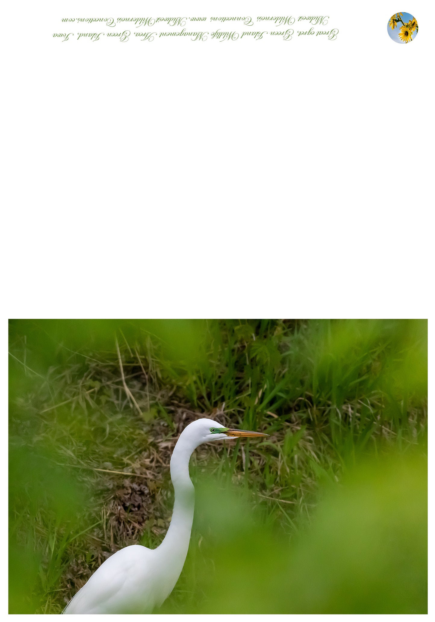 Carte de vœux WMA de l'île verte IMG_1888