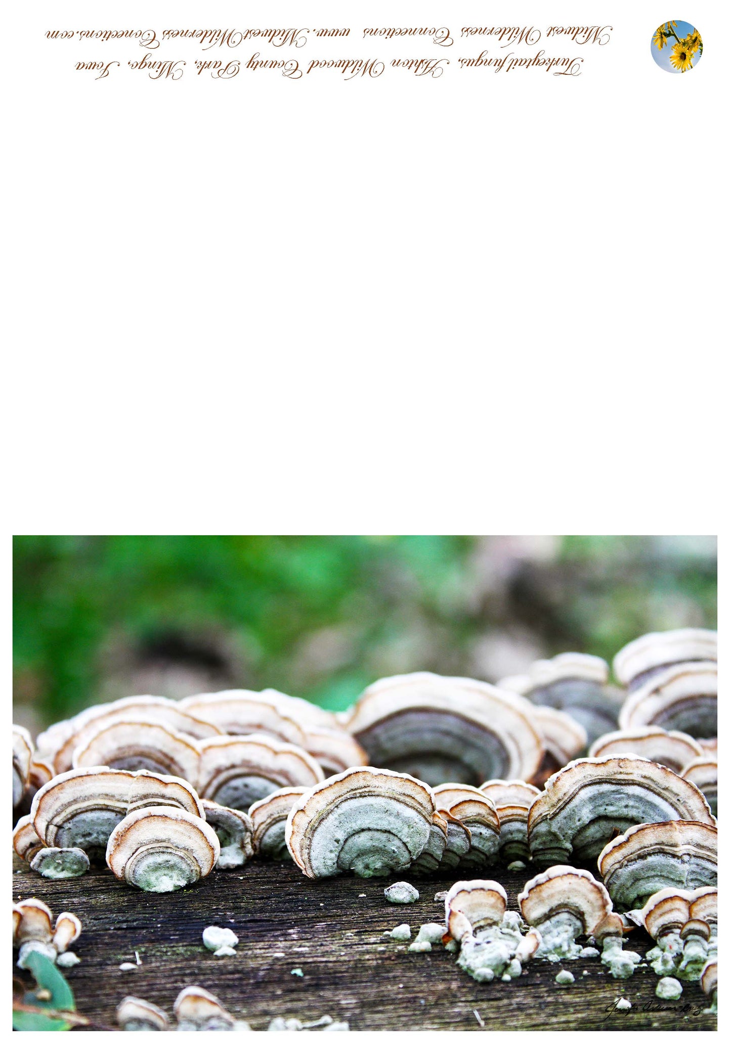 Ashton Wildwood County Park Greeting Card IMG_2438