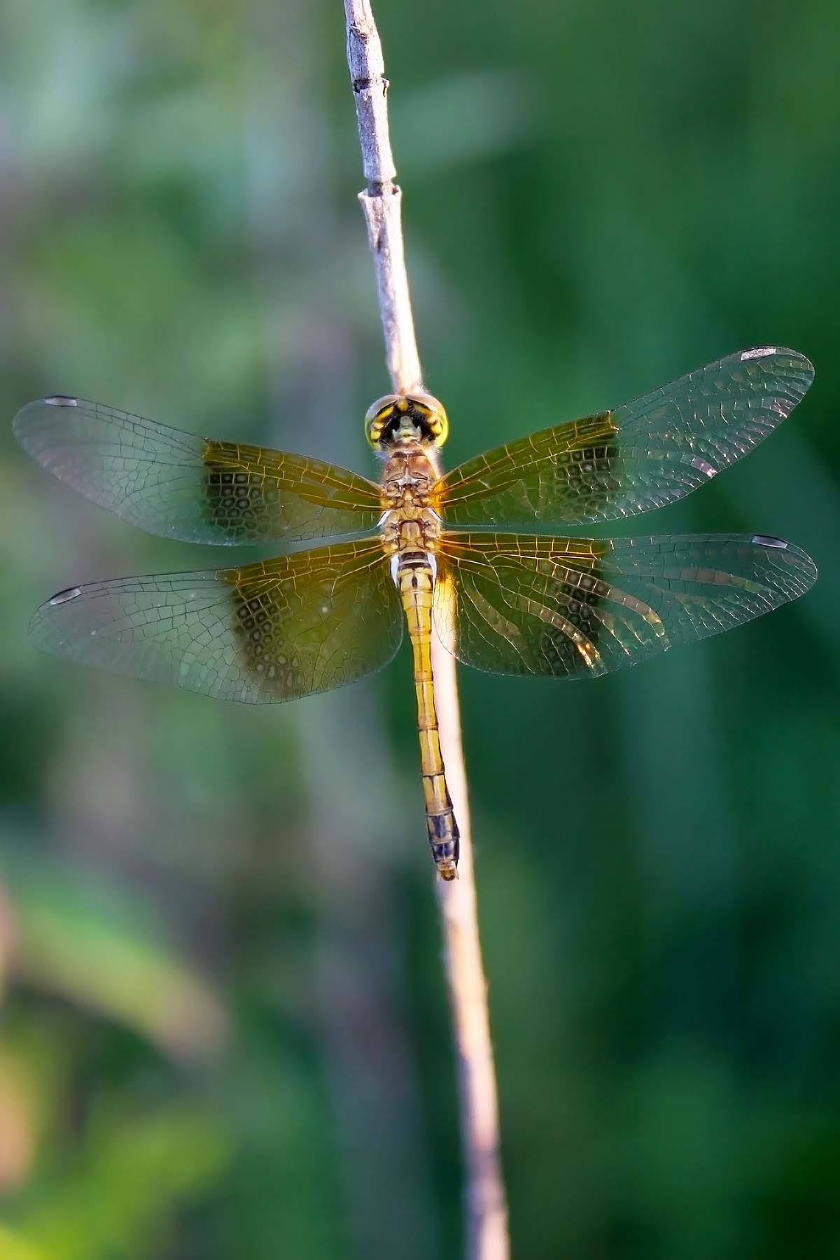 Cadre flottant pour fenêtre de grange - Libellules