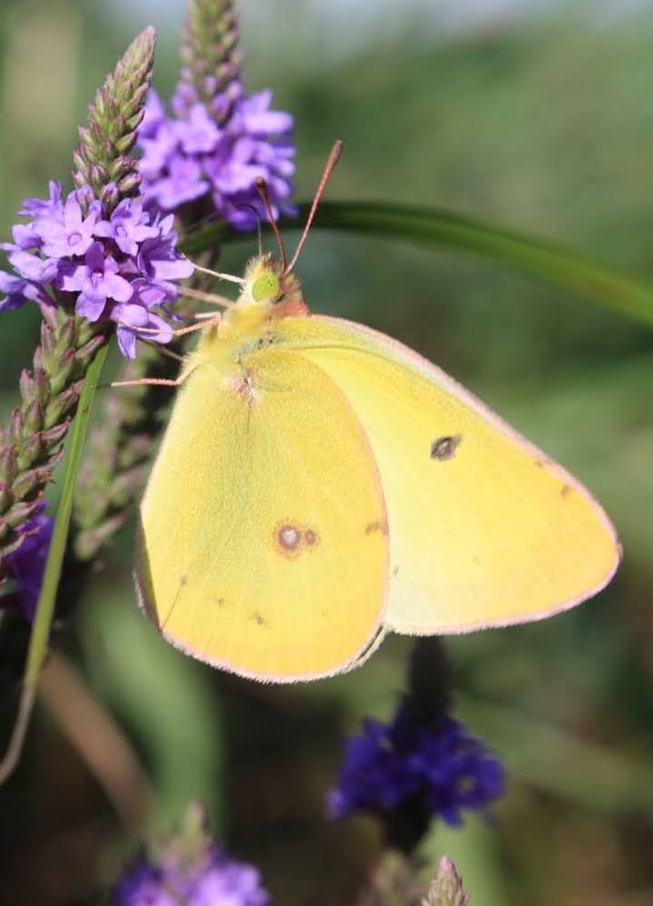 Cadre flottant pour fenêtre de grange - Papillons