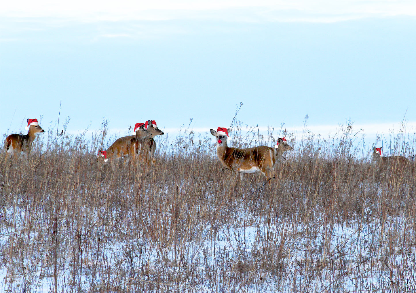 Carte de vœux de la réserve naturelle nationale de Neal Smith IMG_5623