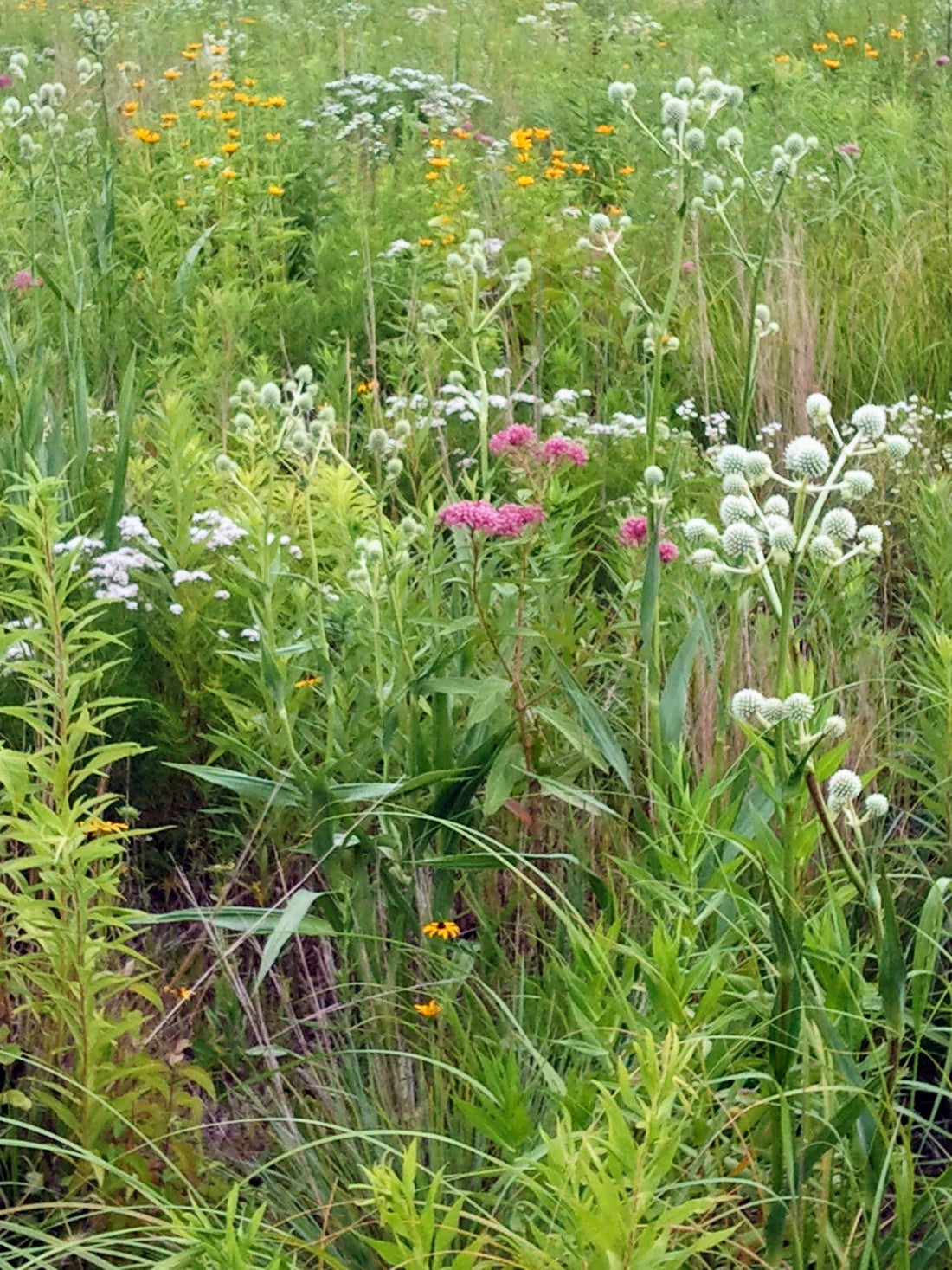 Midwest Wilderness Connections Eco-brief: Prairie Seeding Success or Failure?