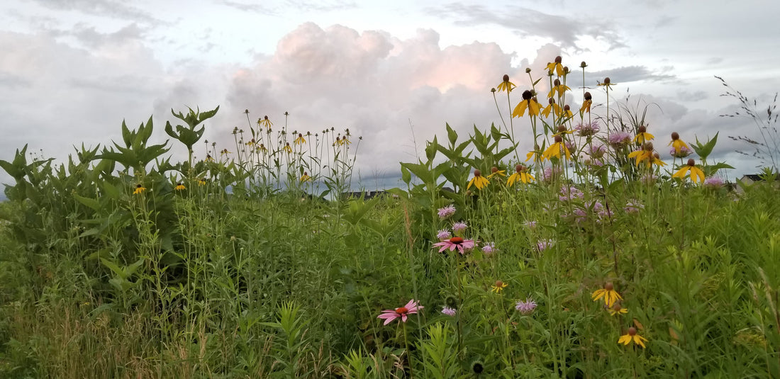 Midwest Wilderness Connections: Natural Area Restoration in Urban Landscapes