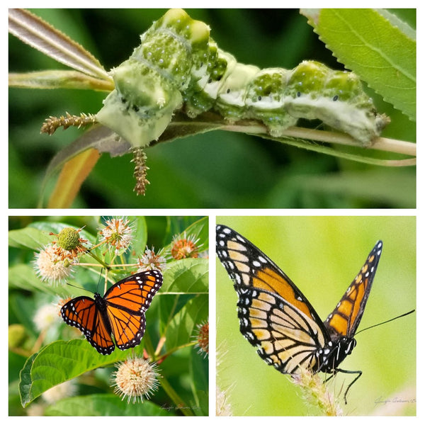 MWC Eco-brief: Butterfly mimicry