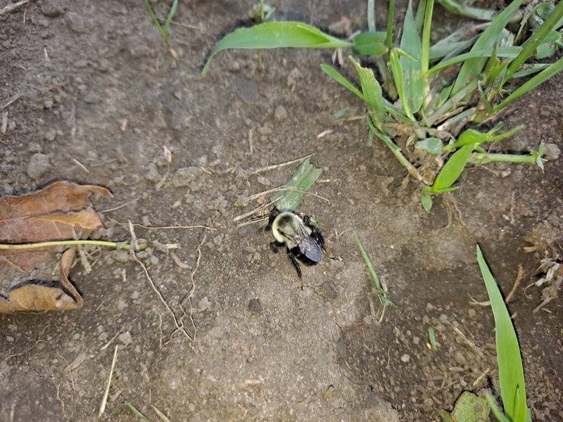 Midwest Wilderness Connections Eco-brief: Ground Nesting Bumblebees
