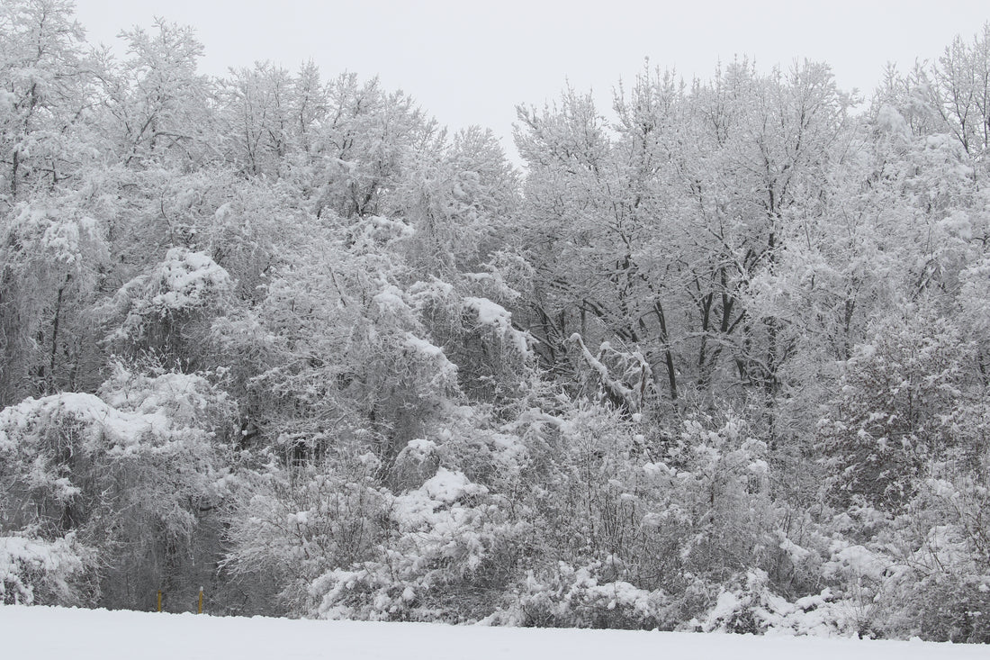 MWC Eco-brief: Midwest Winter Wonderland