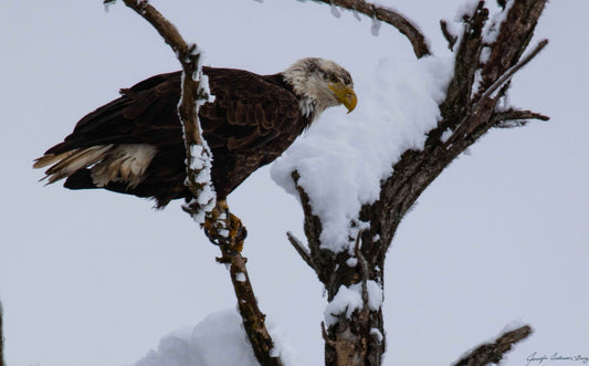 MWC Eco-brief: Bald Eagle Namesake