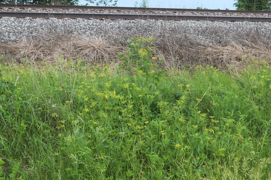 MWC Eco-sweeps: A Prairie Surprise in an Illinois Railroad Right-of-Way