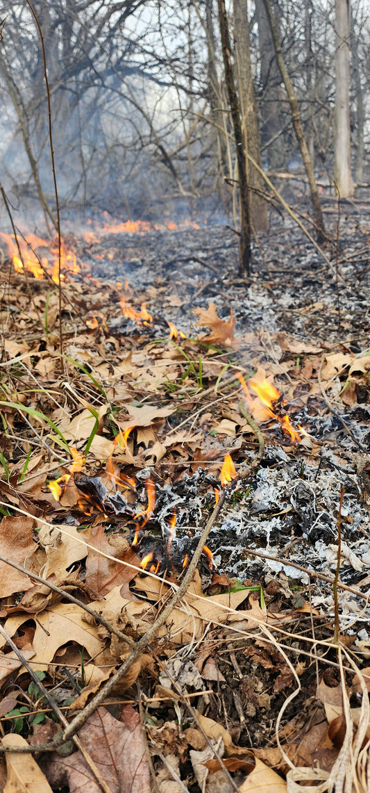 Midwest Woodland Prescribed Fire - A Midwest Wilderness Connections Eco-Brief