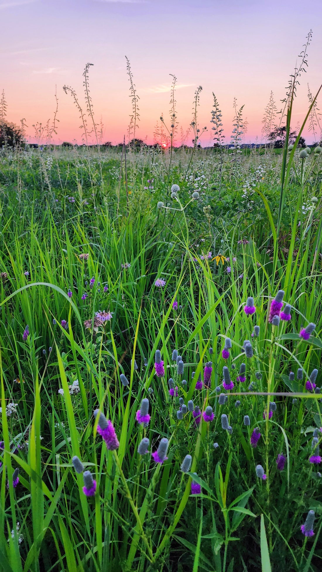 Midwest Eco-sweep: Prairie Wildflower ID Quiz Answers
