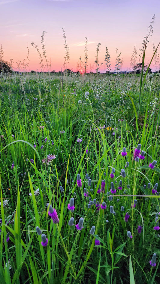 Midwest Eco-sweep: Prairie Wildflower ID Quiz Answers