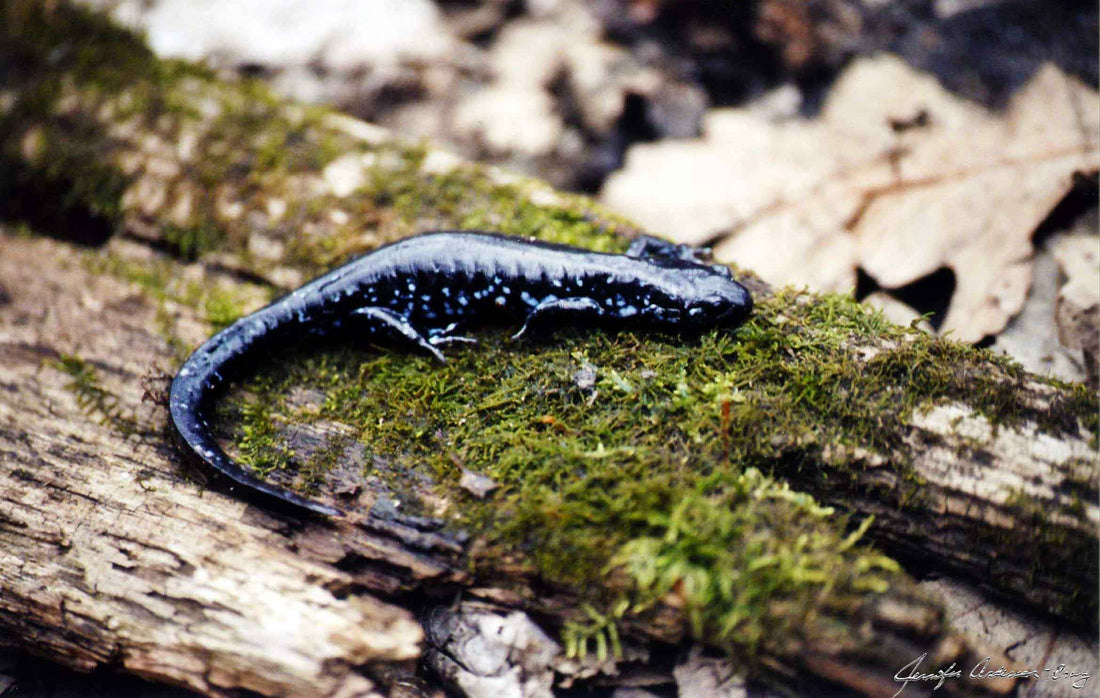 MWC Eco-brief: Salamanders and seasonal pools