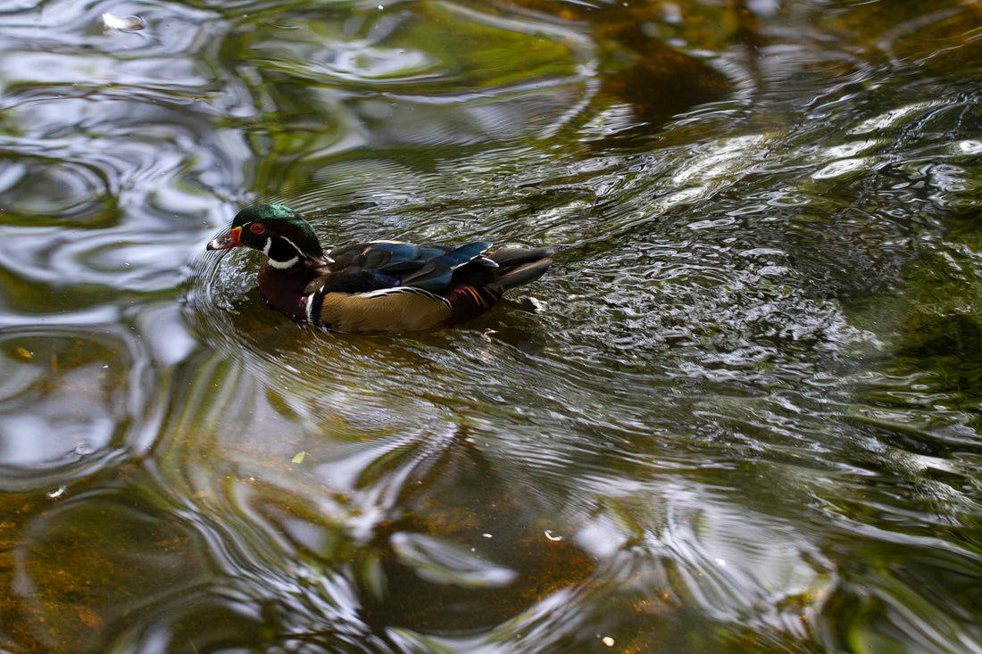 MWC Eco-brief: Wood Duck Shenanigans