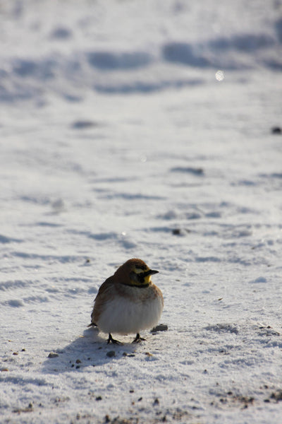 MWC Eco-brief: How winter birds do what they do