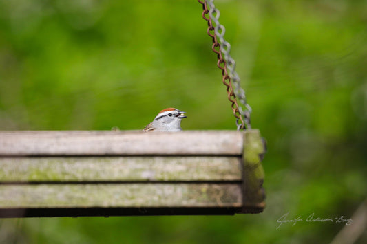 MWC Eco-brief: Summer Bird Feeding Perks