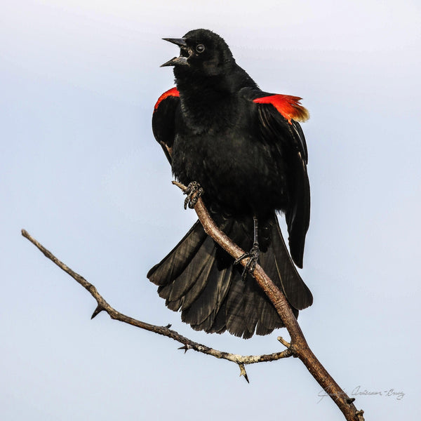 MWC Eco-brief: Red-winged Blackbird Trickery