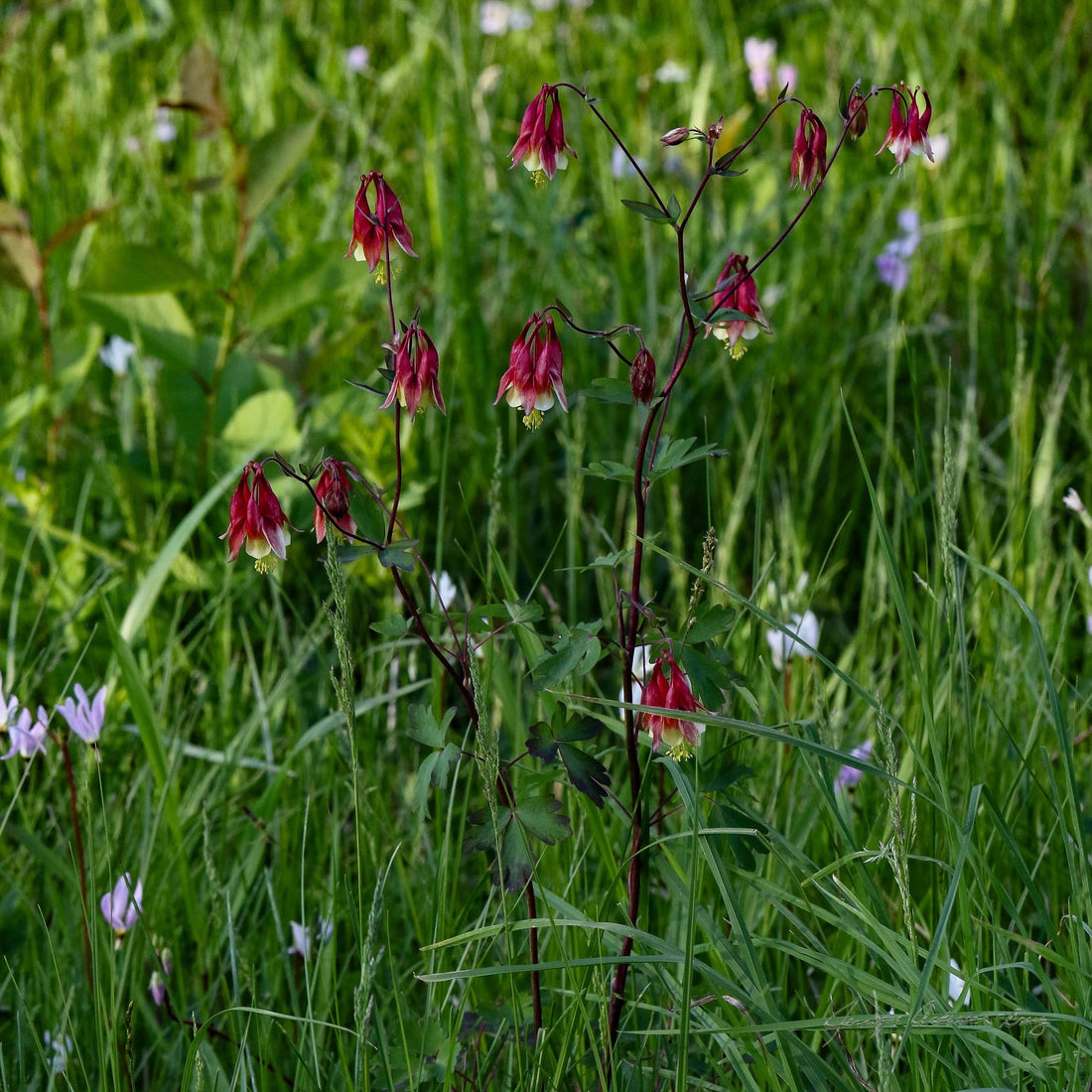 MWC Eco-brief: Spring Flowering Wild Columbine (Aquilegia canadensis)