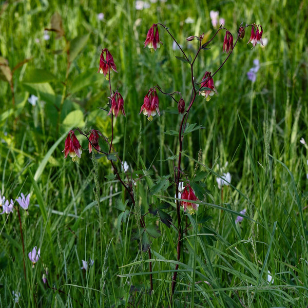 MWC Eco-brief: Spring Flowering Wild Columbine (Aquilegia canadensis)