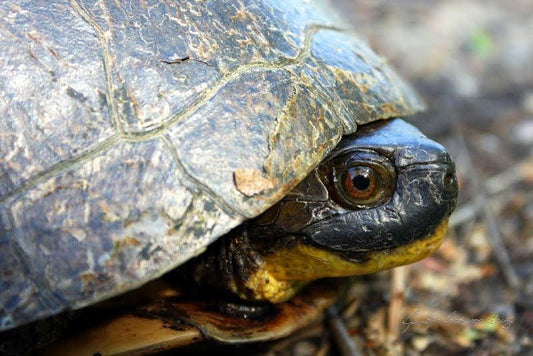 MWC Eco-brief: Why did the turtle cross the road?