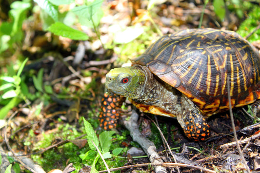 MWC Eco-brief: Ornate Box Turtle Conservation