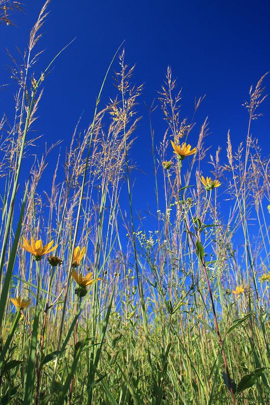 MWC Eco-briefs: Fairmount Cemetery & Crematory