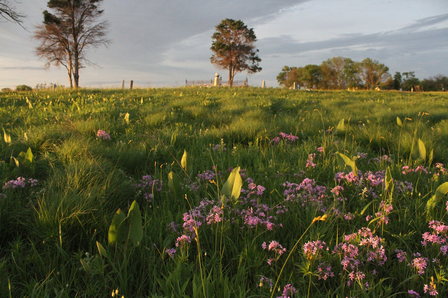 MWC Eco-brief: Pellsville Cemetery Prairie Spring Wildflower Walk