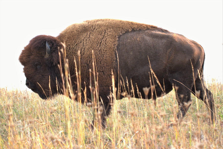 MWC Eco-brief: American Buffalo