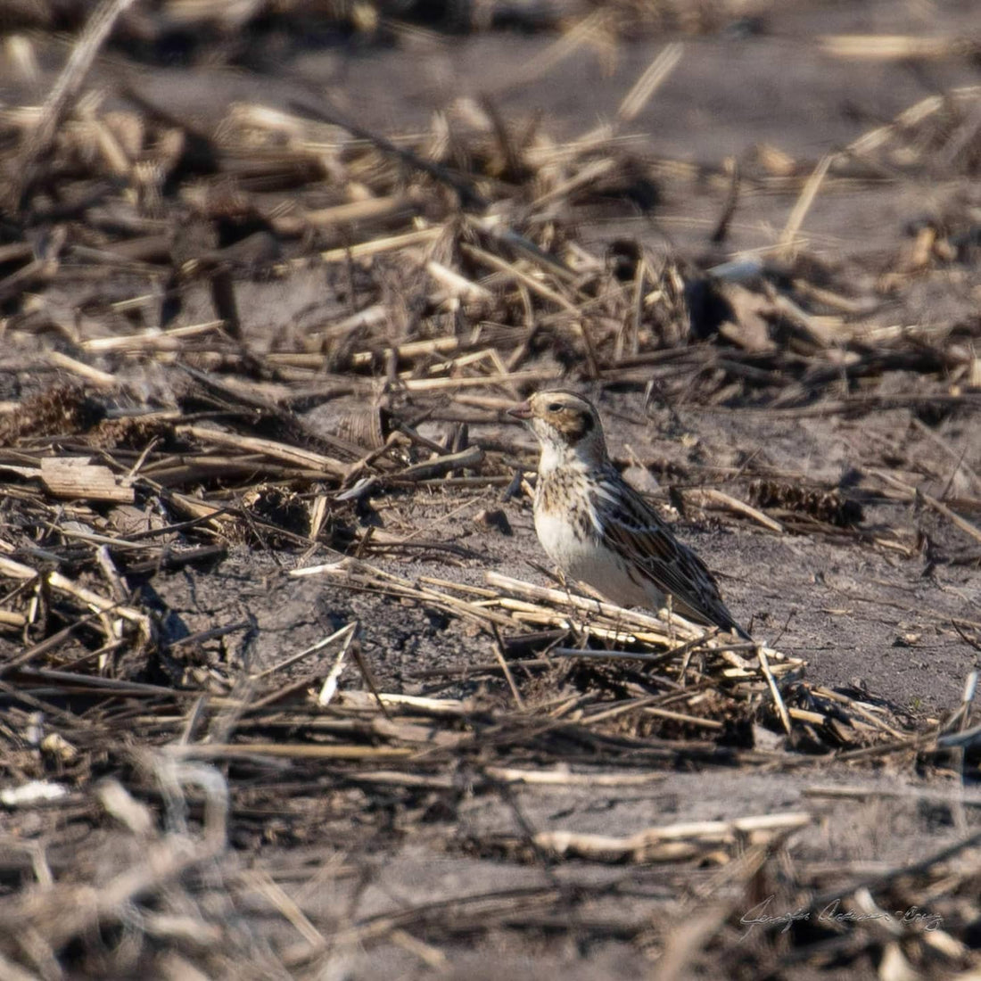 MWC Eco-brief: Little Brown Birds and Crop Fields