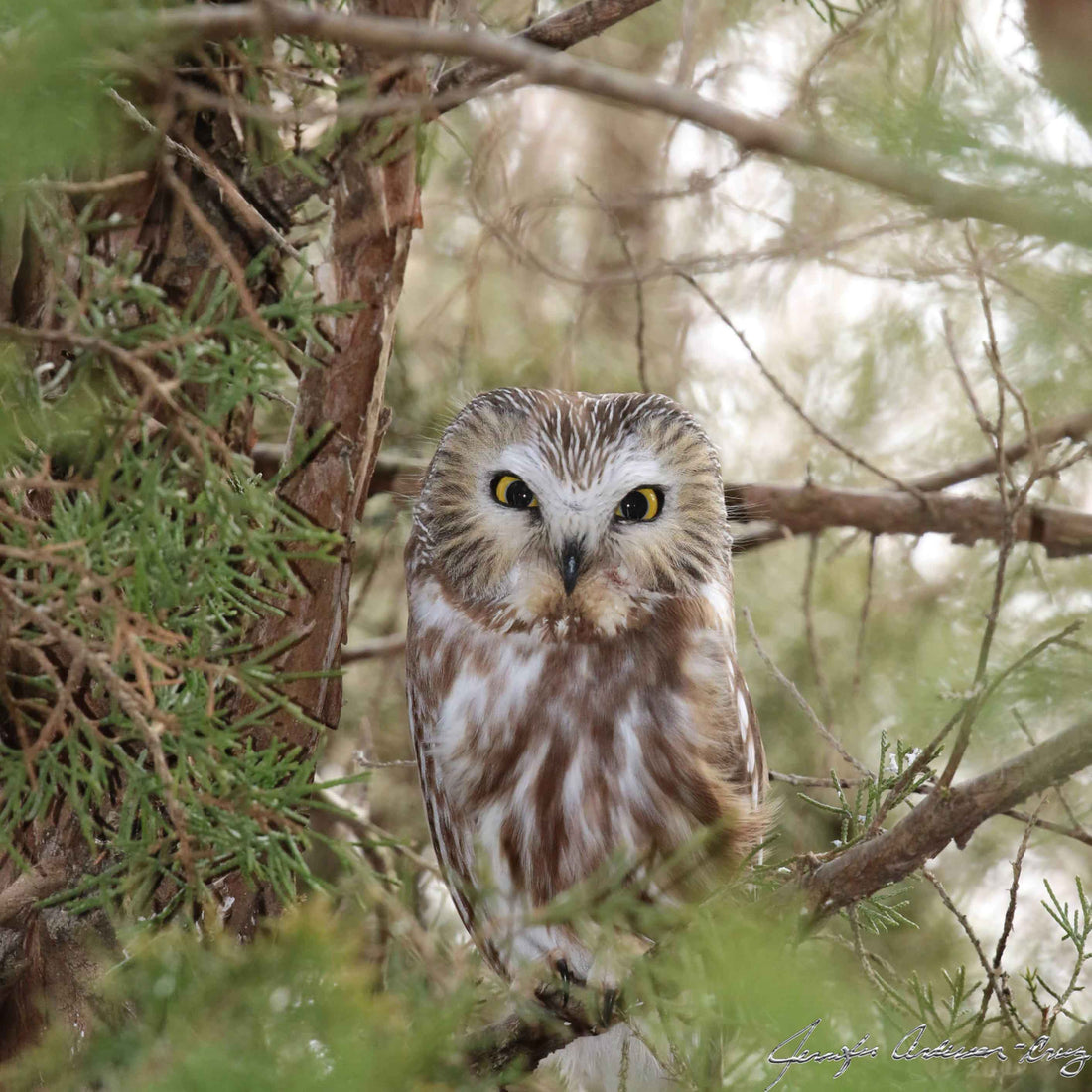 MWC Eco-sweep: Northern Saw-whet Owl & Identifying Owl Roost Trees