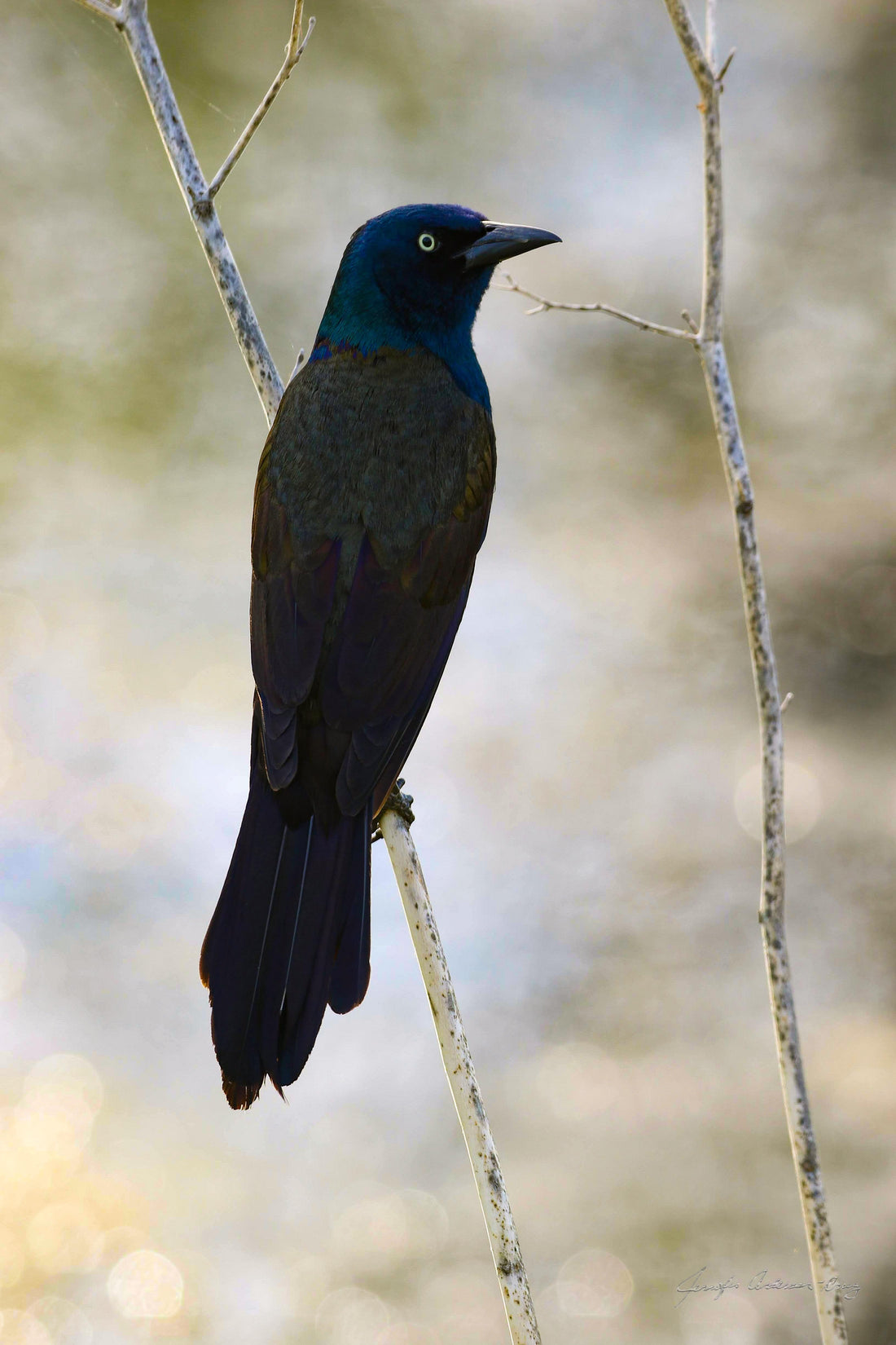 MWC Eco-brief: Common Grackles disappearing