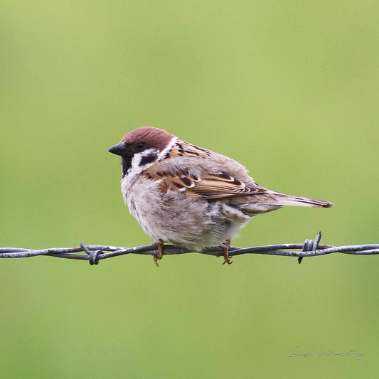 MWC Eco-brief: Eurasian Tree Sparrows