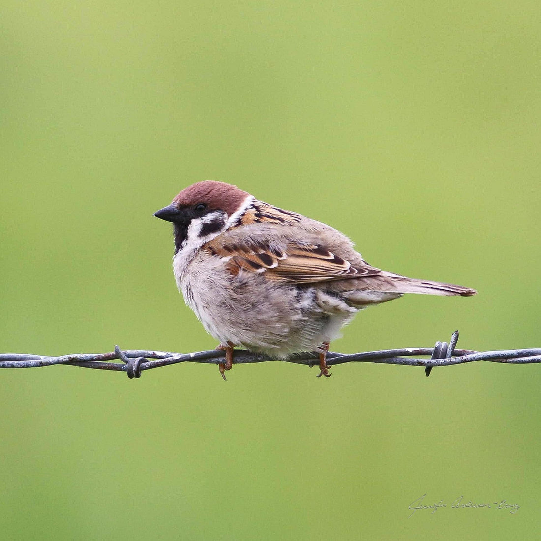 MWC Eco-brief: Eurasian Tree Sparrows